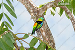 Green-headed Tanager (Tangara seledon)